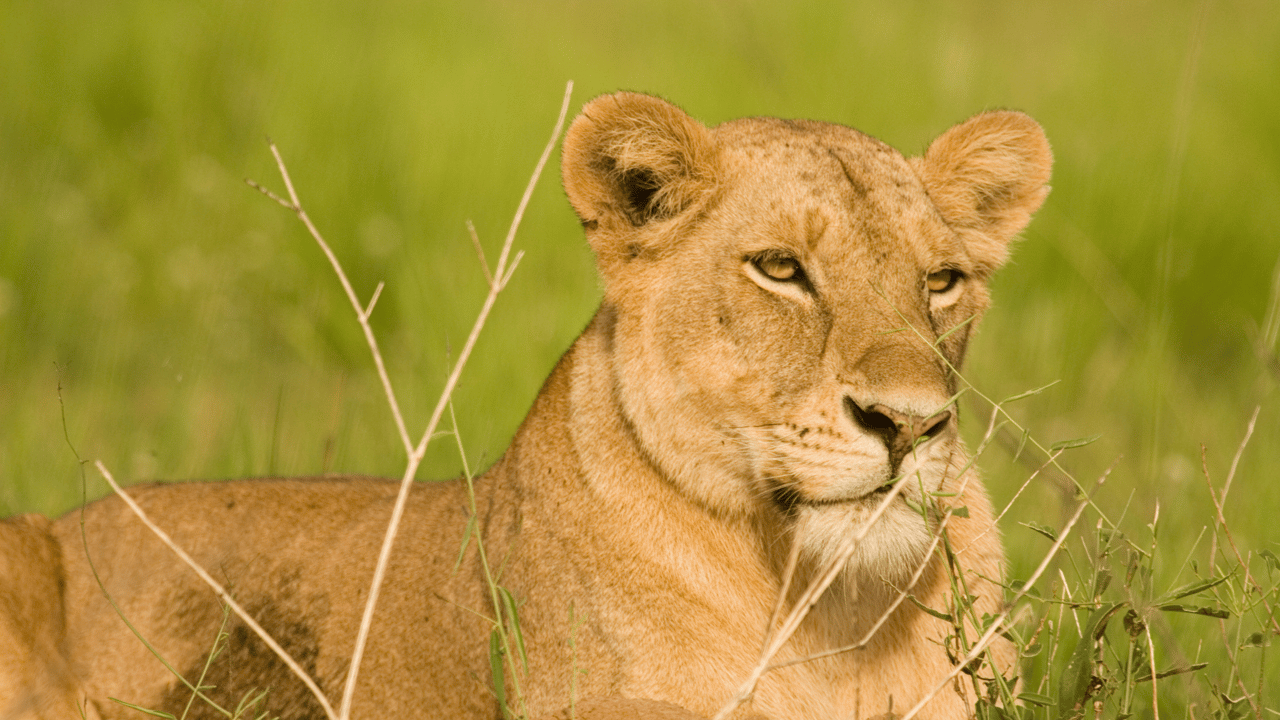 Why Are African Safaris So Expensive?